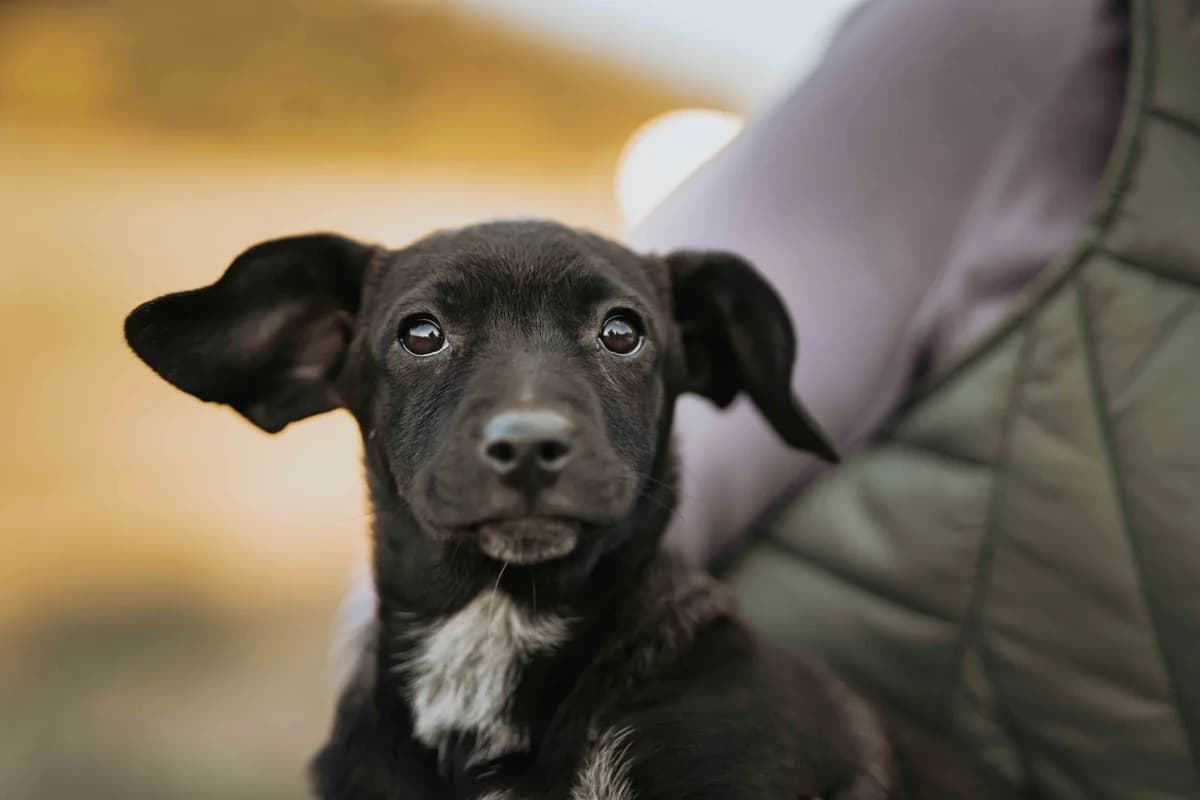 Batsi, weiß female puppy Mixed Breed for adoption at Ein Herz für Streuner e.V., München
