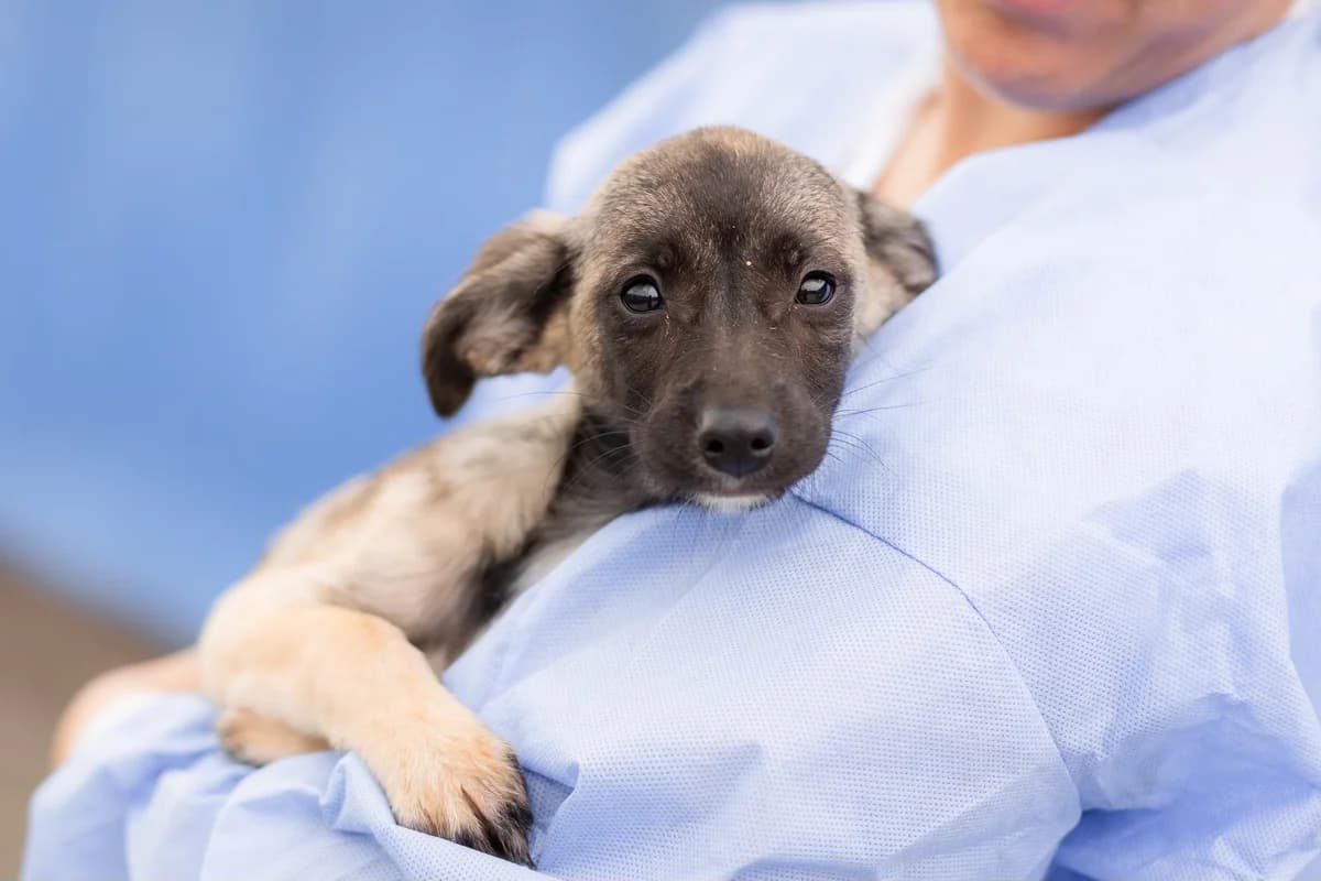 Batty, schwarz female puppy Mixed Breed for adoption at Ein Herz für Streuner e.V., München