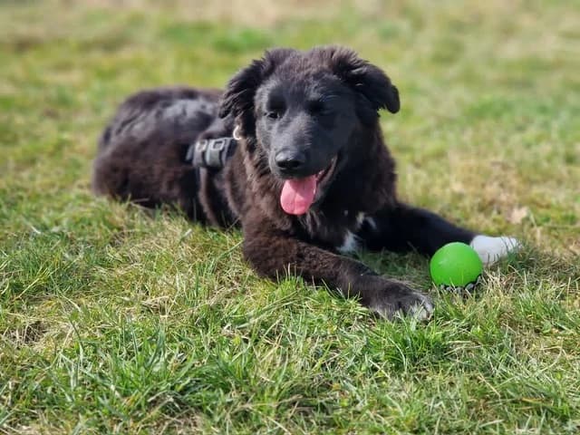 Baxter, weiß male puppy Mixed Breed for adoption at Ein Herz für Streuner e.V., München