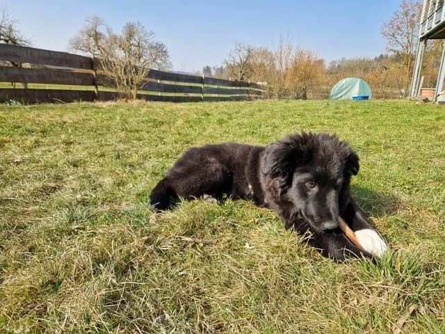 Baxter, weiß male puppy Mixed Breed for adoption at Ein Herz für Streuner e.V., München