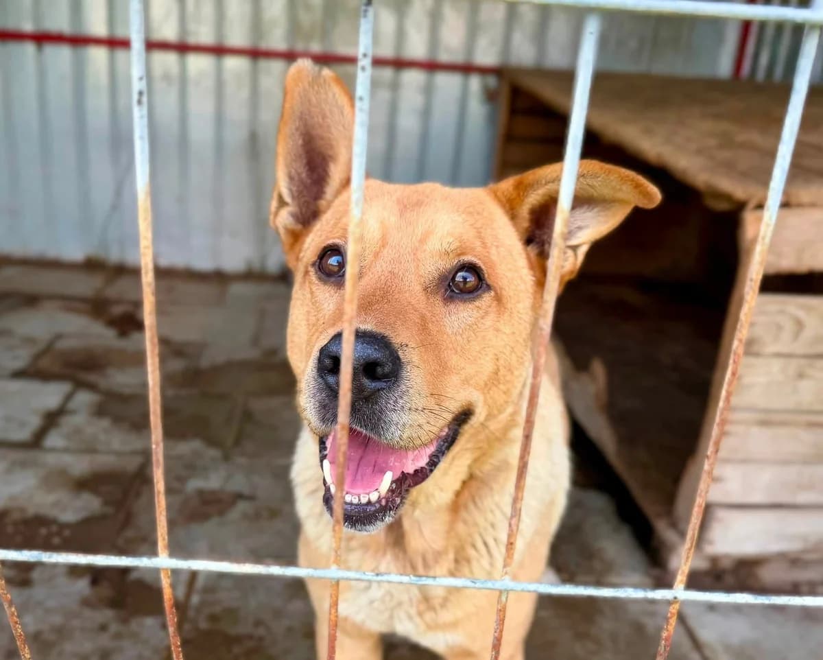 Baxter, male 5yo Mixed Breed for adoption at Ein Herz für Streuner e.V., München
