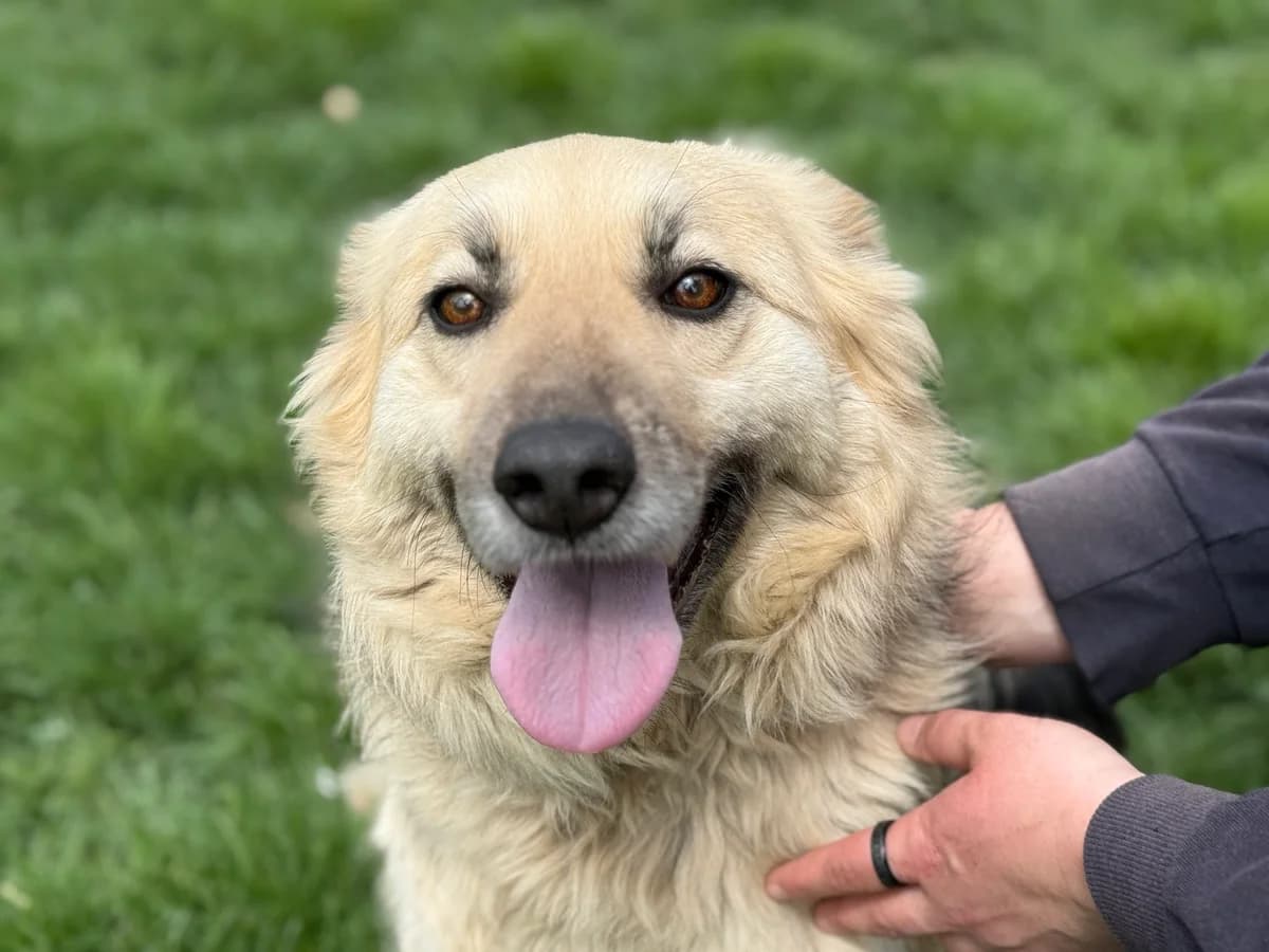 Baylee, female 6yo Mixed Breed for adoption at Ein Herz für Streuner e.V., München