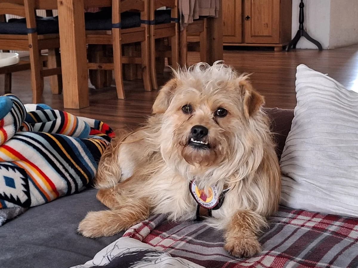 Baylie, male 5yo Mixed Breed for adoption at Ein Herz für Streuner e.V., München