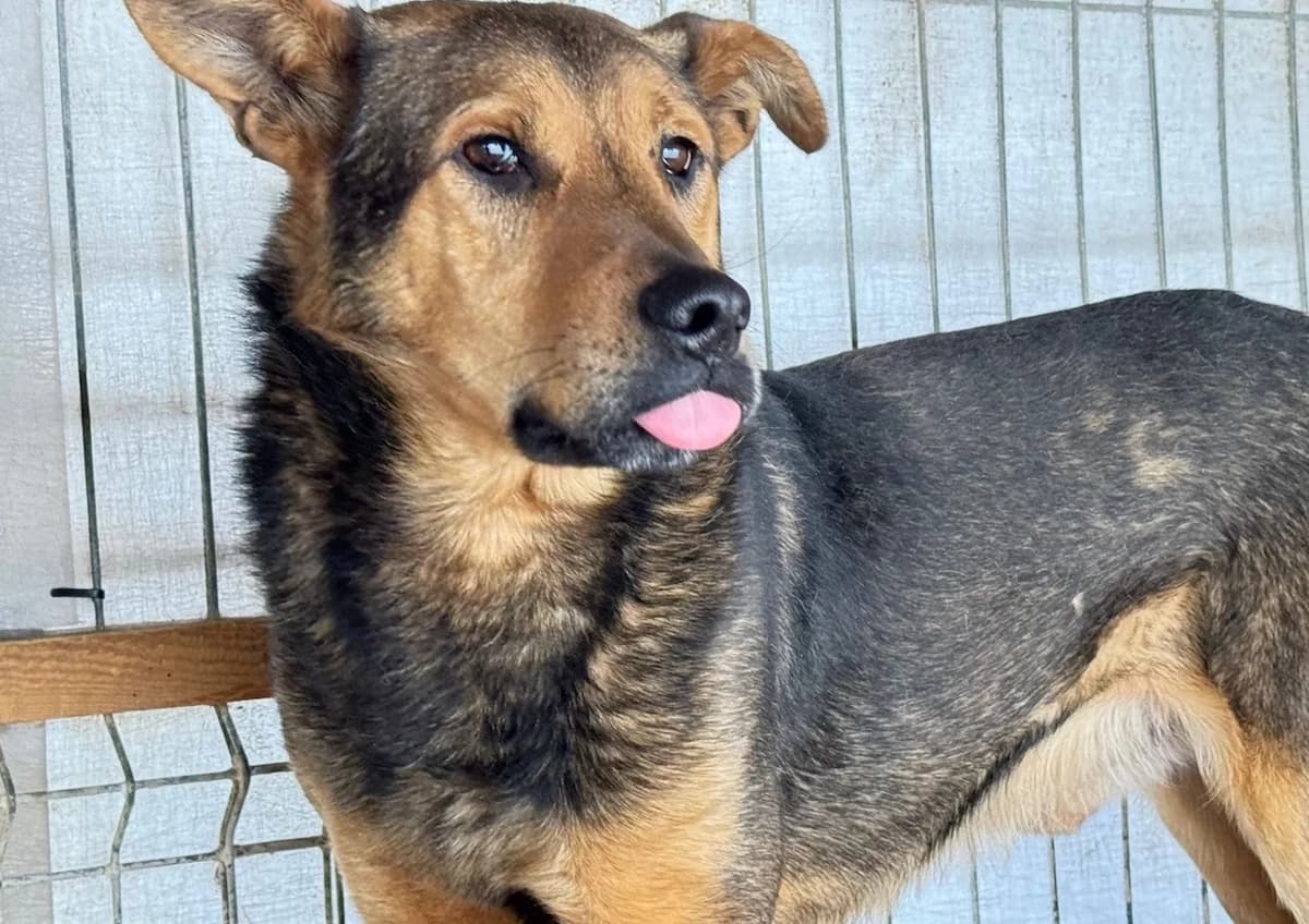 Bazi, schwarz male 5yo Mixed Breed for adoption at Ein Herz für Streuner e.V., München
