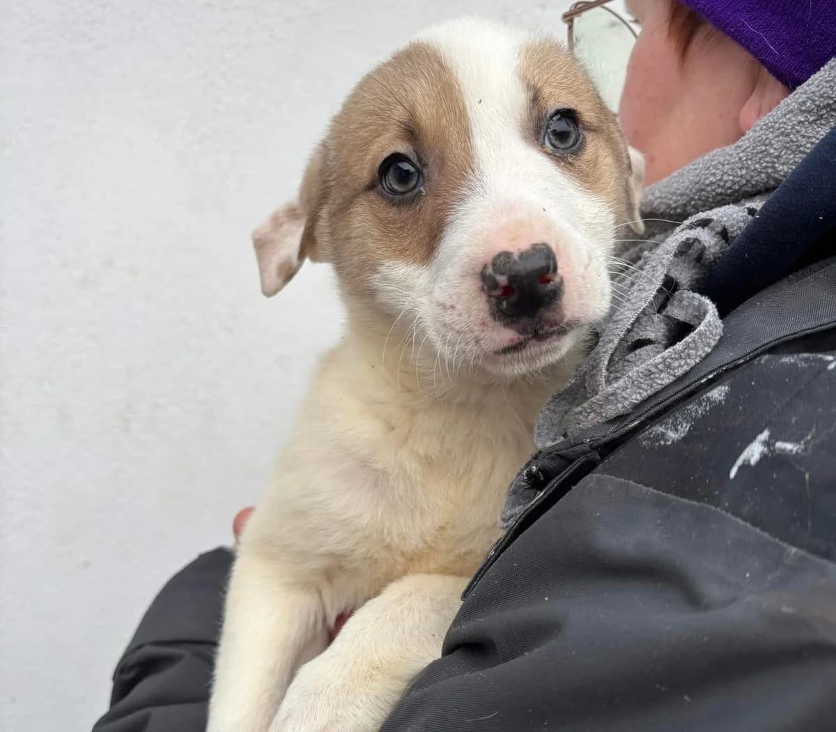 Bazil, weiß male puppy Mixed Breed for adoption at Ein Herz für Streuner e.V., München