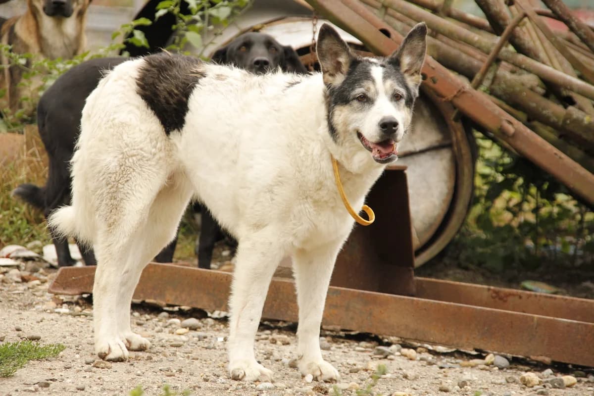 Bea, female senior Mixed Breed for adoption at Ein Herz für Streuner e.V., München