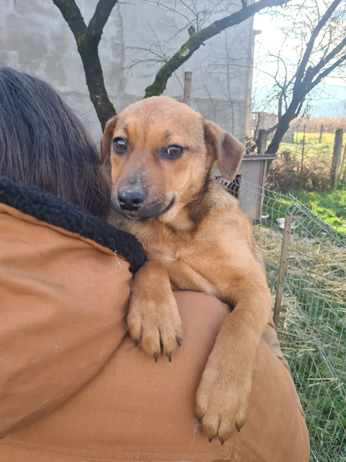 Bea, female puppy Mixed Breed for adoption at Ein Herz für Streuner e.V., München