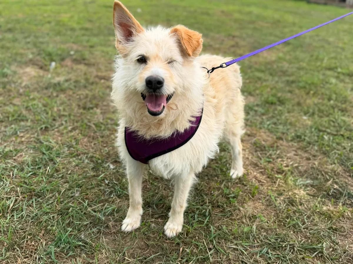 Bea, female 5yo Mixed Breed for adoption at Ein Herz für Streuner e.V., München