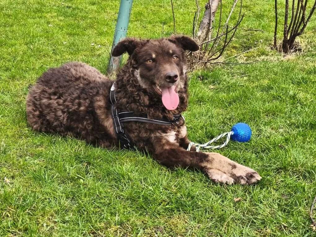 Beanie, female 3yo Mixed Breed for adoption at Ein Herz für Streuner e.V., München