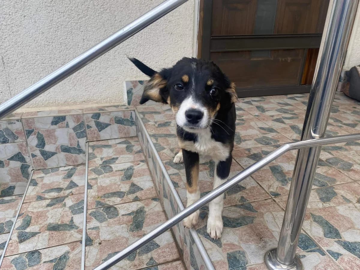 Beany, Mixed Breed for adoption at Ein Herz für Streuner e.V., München