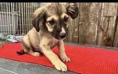 Beany, puppy Mixed Breed for adoption at Ein Herz für Streuner e.V., München