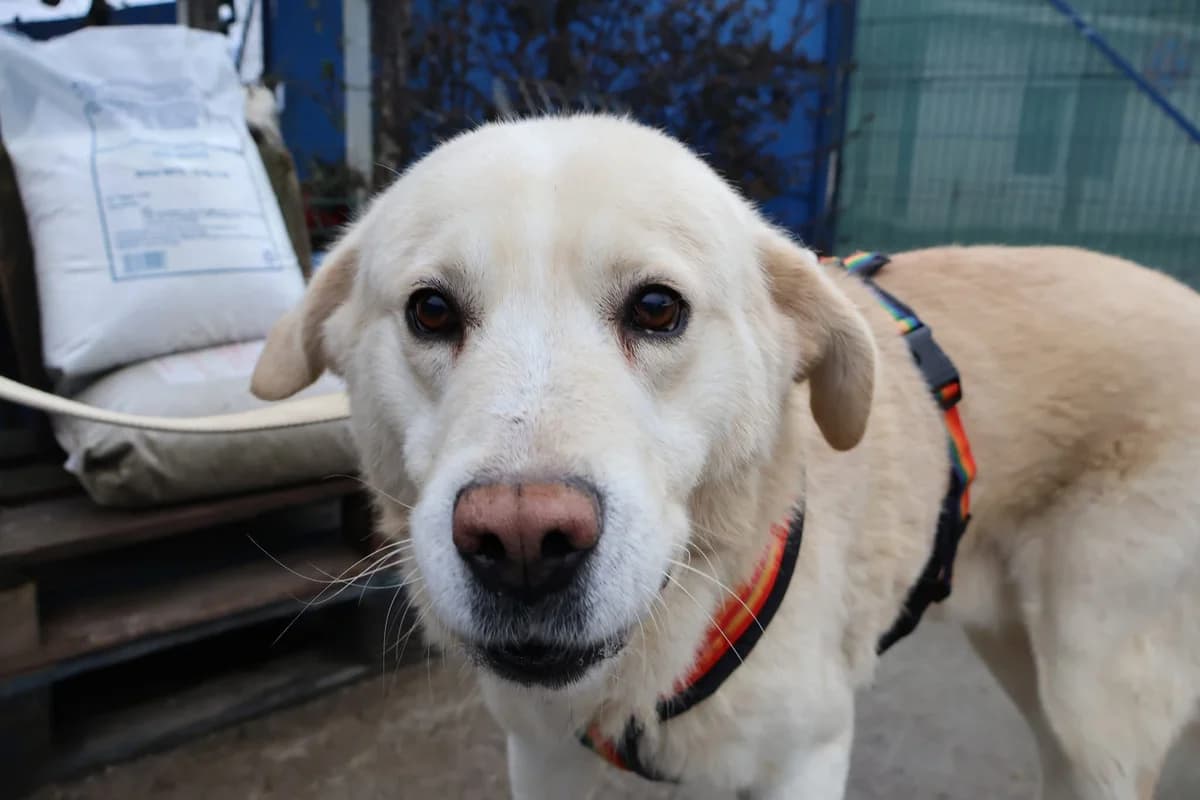 Bear, male 3yo Mixed Breed for adoption at Ein Herz für Streuner e.V., München