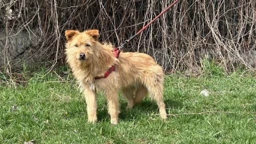 Bear, male 3yo Mixed Breed for adoption at Ein Herz für Streuner e.V., München