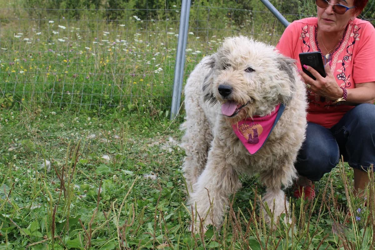 Beate, female 5yo Mixed Breed for adoption at Ein Herz für Streuner e.V., München