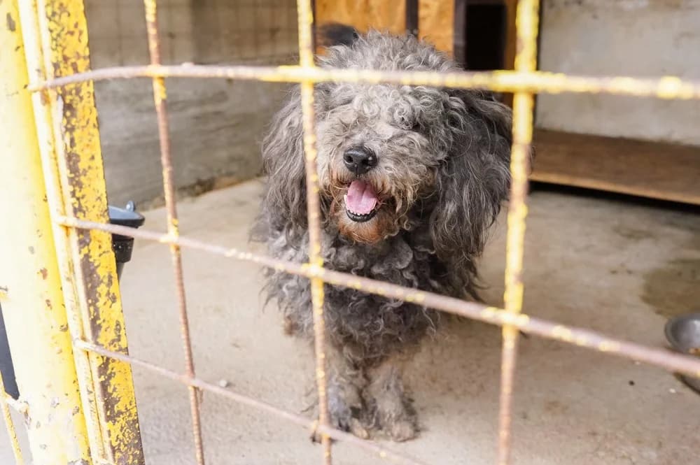 Beatle, grau male 6yo Mixed Breed for adoption at Ein Herz für Streuner e.V., München