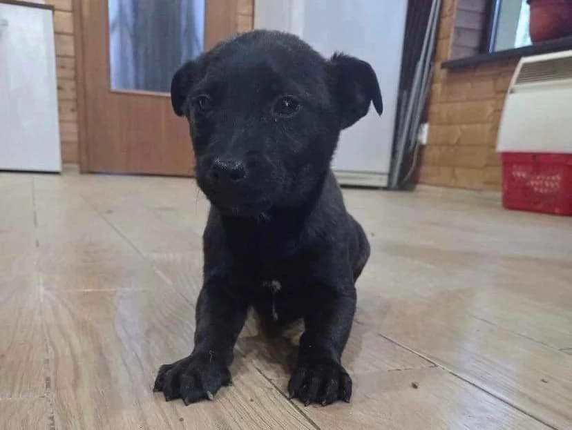 Beau, puppy Mixed Breed for adoption at Ein Herz für Streuner e.V., München