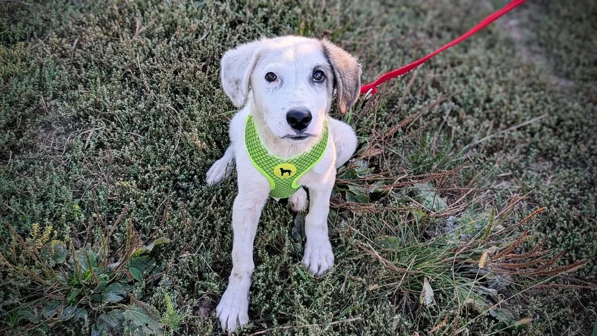 Beau, grau male puppy Mixed Breed for adoption at Ein Herz für Streuner e.V., München