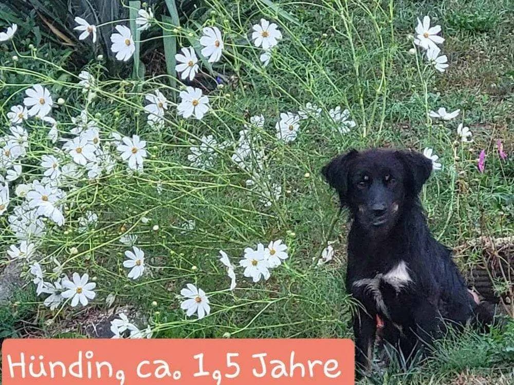 Beauty, Mixed Breed for adoption at Ein Herz für Streuner e.V., München