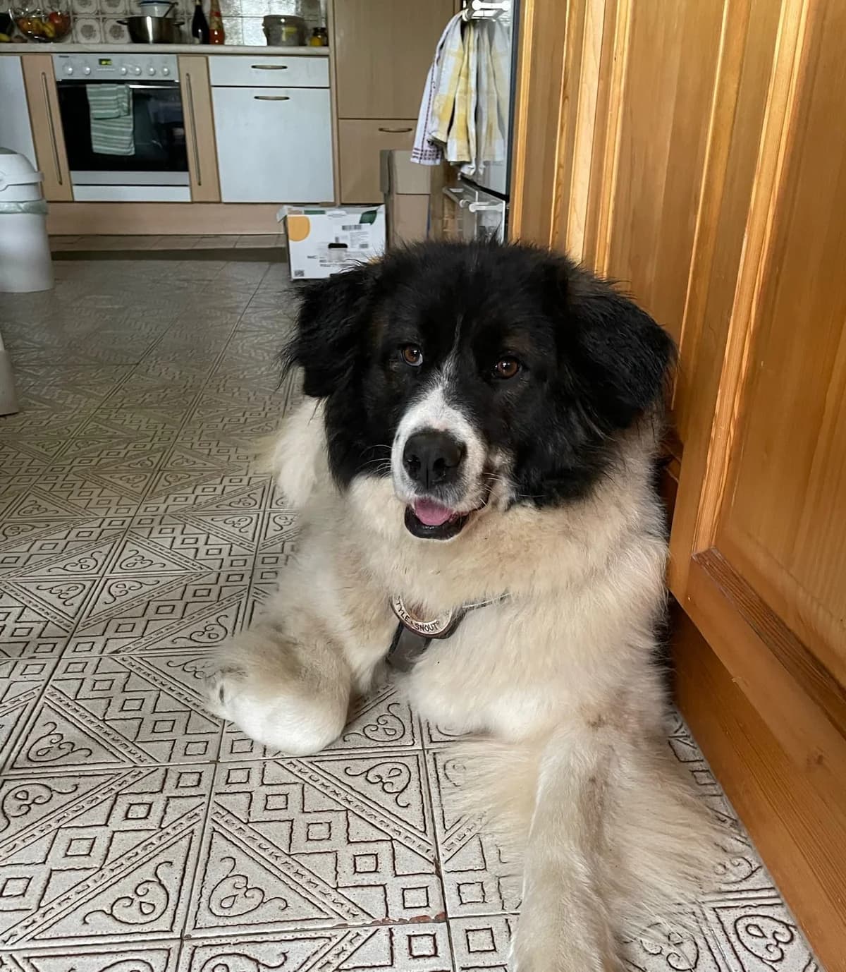 Beauty, female 4yo Mixed Breed for adoption at Ein Herz für Streuner e.V., München