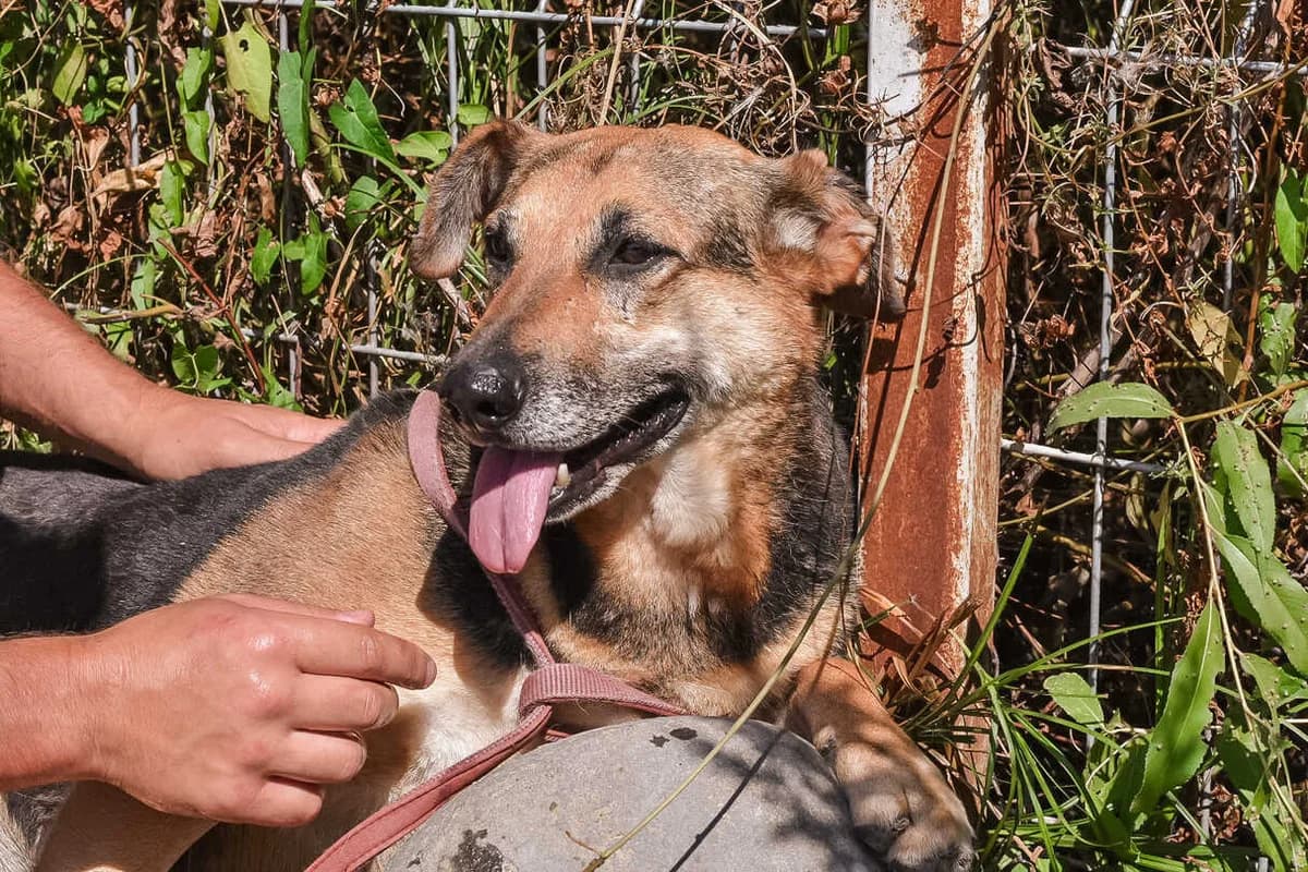 Becky, female senior Mixed Breed for adoption at Ein Herz für Streuner e.V., München