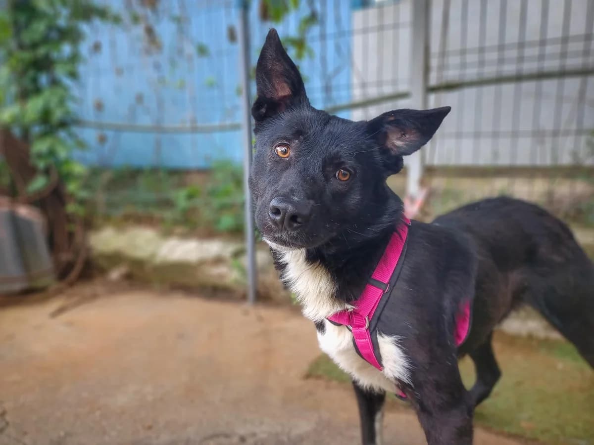 Bee Gee, weiß male 5yo Mixed Breed for adoption at Ein Herz für Streuner e.V., München