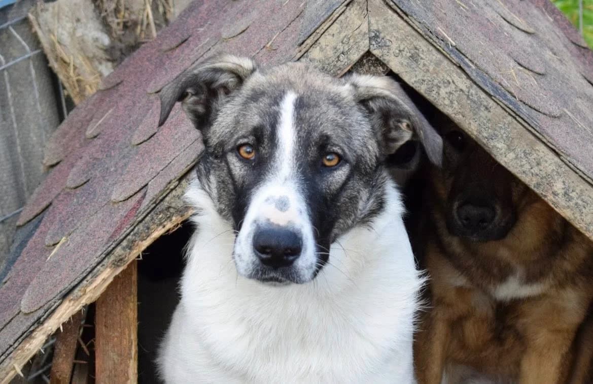 Beethoven, male puppy Mixed Breed for adoption at Ein Herz für Streuner e.V., München