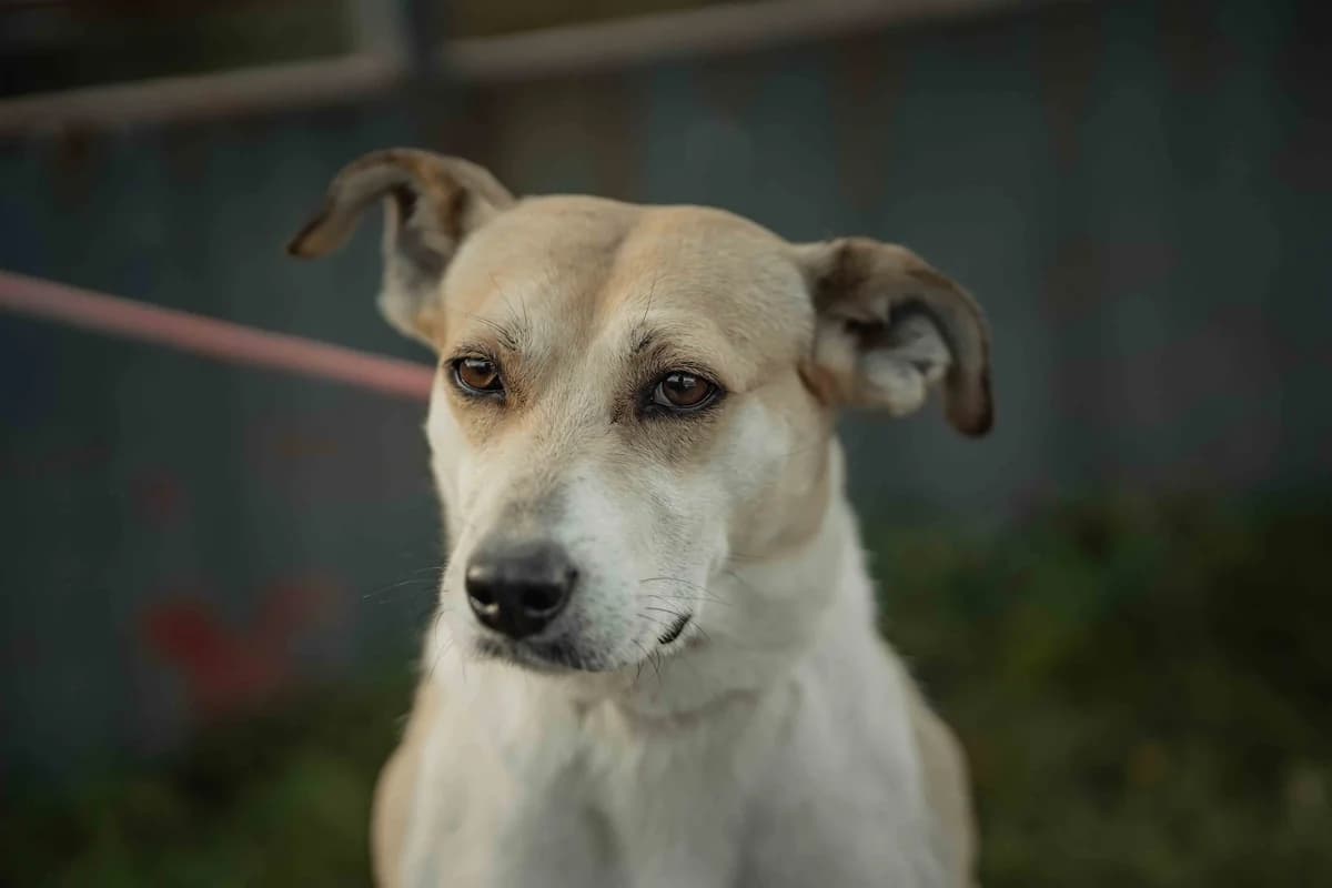 Begona, female 7yo Mixed Breed for adoption at Ein Herz für Streuner e.V., München