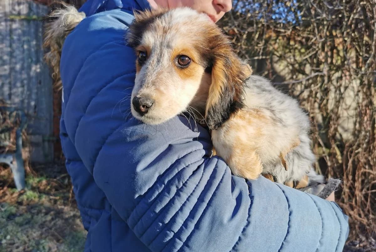 Bekxy, female puppy Mixed Breed for adoption at Ein Herz für Streuner e.V., München