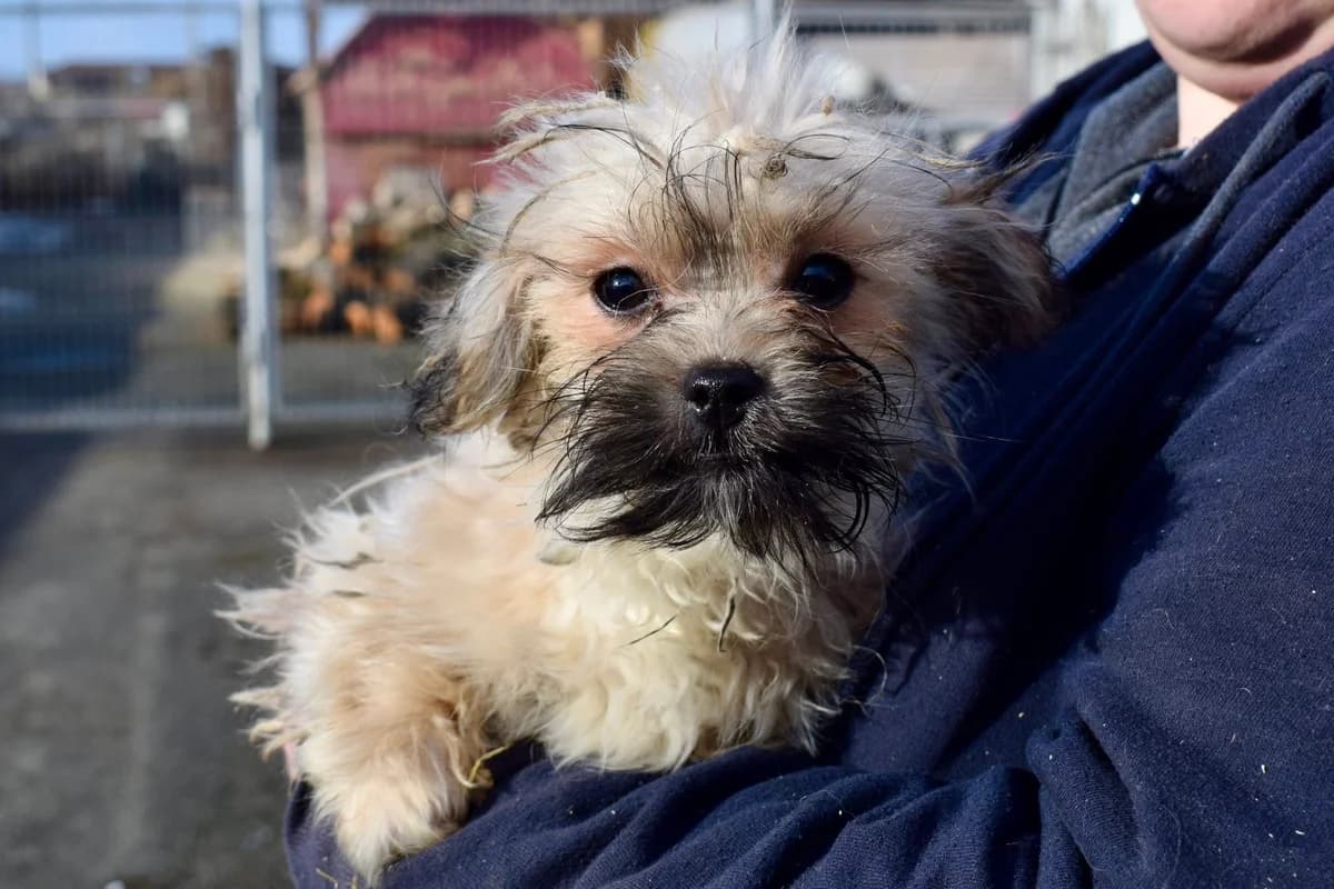 Bela, male puppy Mixed Breed for adoption at Ein Herz für Streuner e.V., München