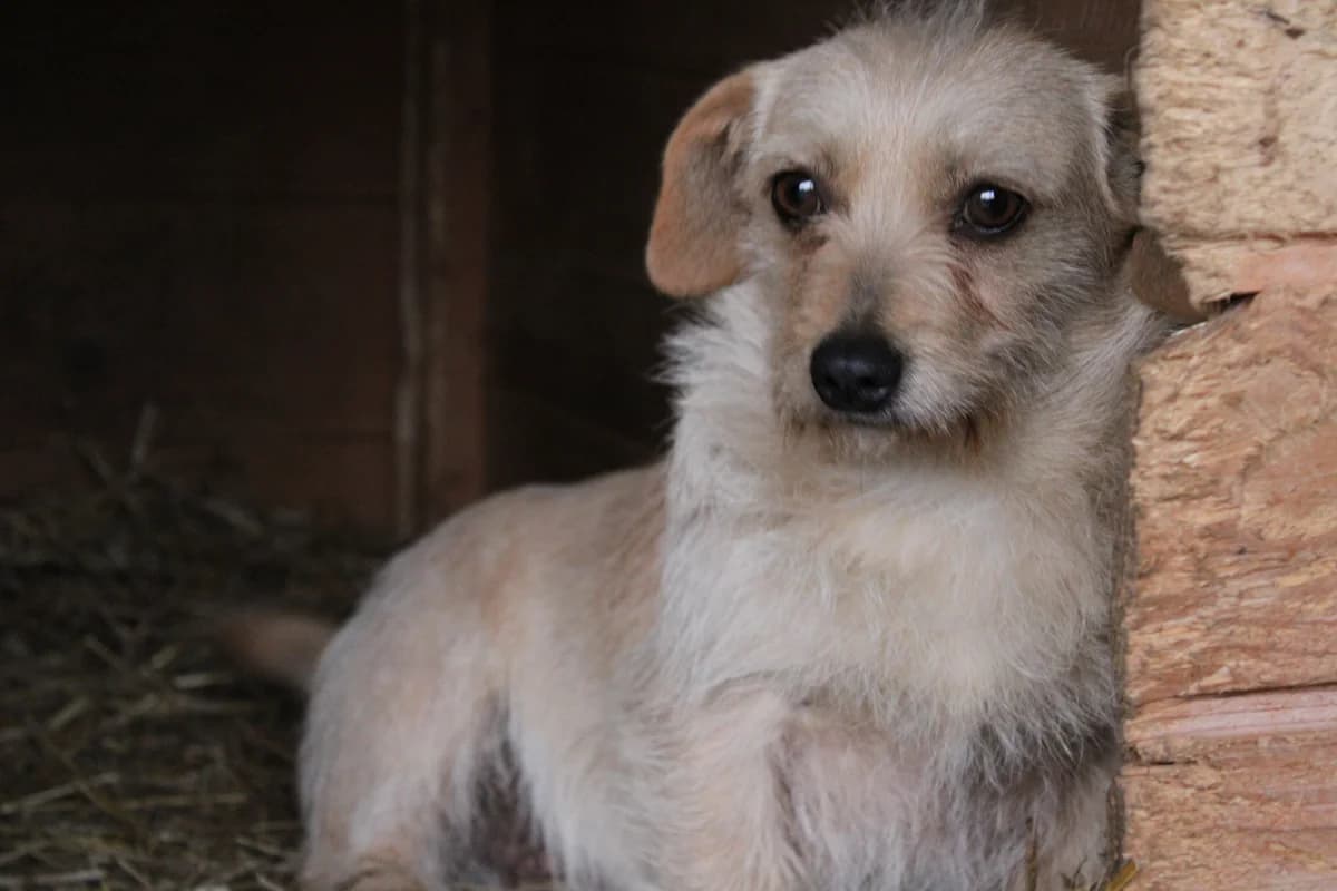 Bela, female young Mixed Breed for adoption at Ein Herz für Streuner e.V., München