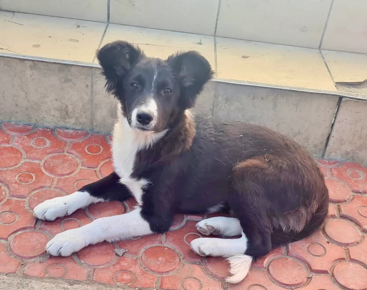Beleza, female puppy Mixed Breed for adoption at Ein Herz für Streuner e.V., München