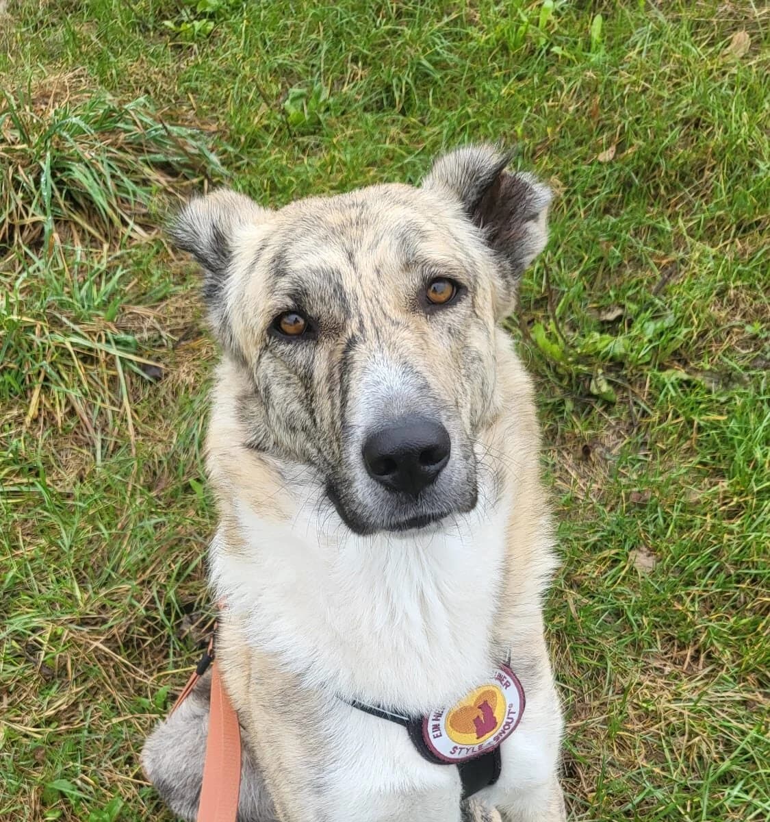 Beleza, female 3yo Mixed Breed for adoption at Ein Herz für Streuner e.V., München