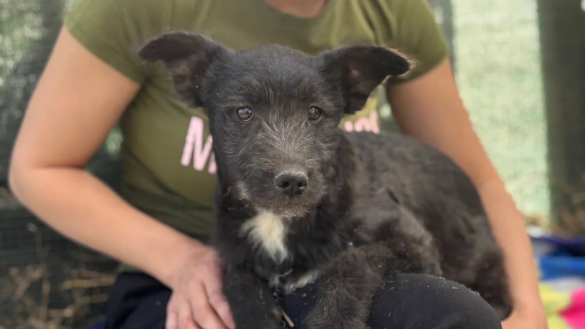 Belinda, female puppy Mixed Breed for adoption at Ein Herz für Streuner e.V., München