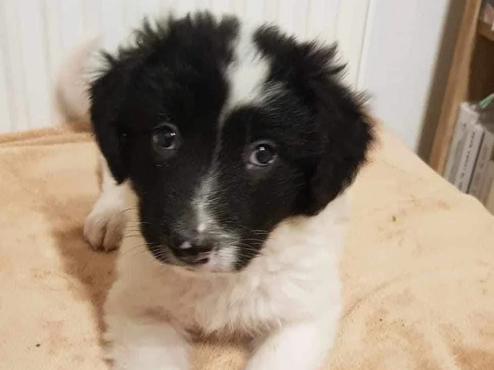 Bella, schwarz female puppy Mixed Breed for adoption at Ein Herz für Streuner e.V., München