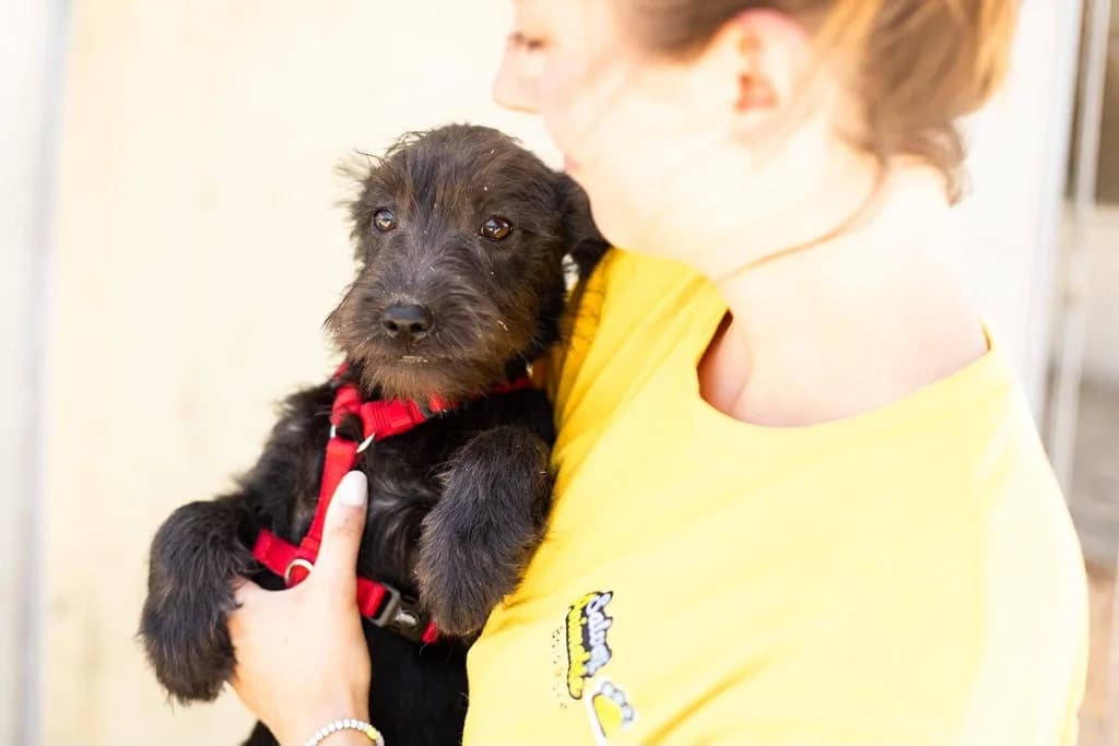 Bella, female puppy Mixed Breed for adoption at Ein Herz für Streuner e.V., München
