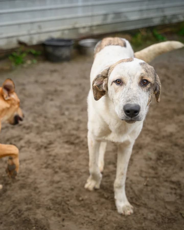 Bella, female 5yo Mixed Breed for adoption at Ein Herz für Streuner e.V., München