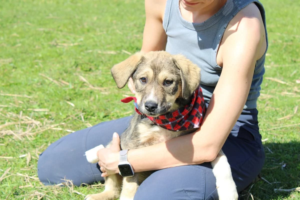 Bella-Jane, creme female puppy Mixed Breed for adoption at Ein Herz für Streuner e.V., München