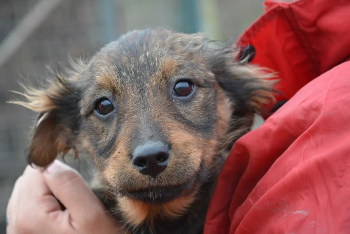 Bellaria, braun female puppy Mixed Breed for adoption at Ein Herz für Streuner e.V., München