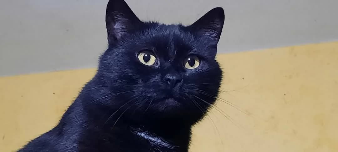 Bellatrix, female 4yo Mixed Breed for adoption at Ein Herz für Streuner e.V., München