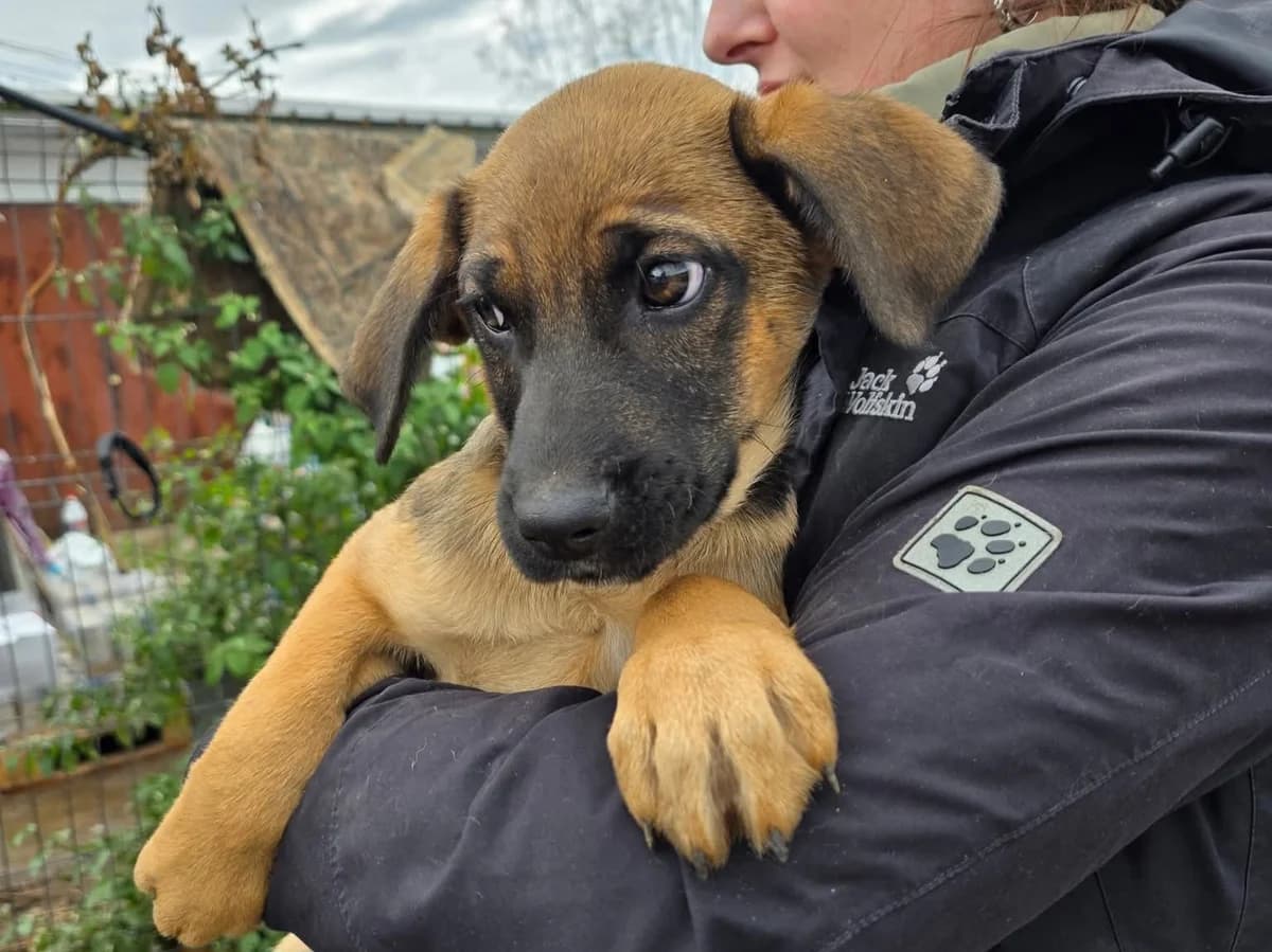 Bellatrix, female puppy Mixed Breed for adoption at Ein Herz für Streuner e.V., München