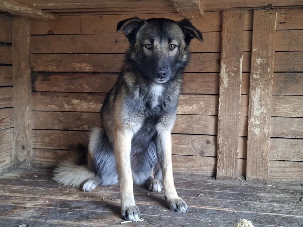 Belle, female puppy Mixed Breed for adoption at Ein Herz für Streuner e.V., München