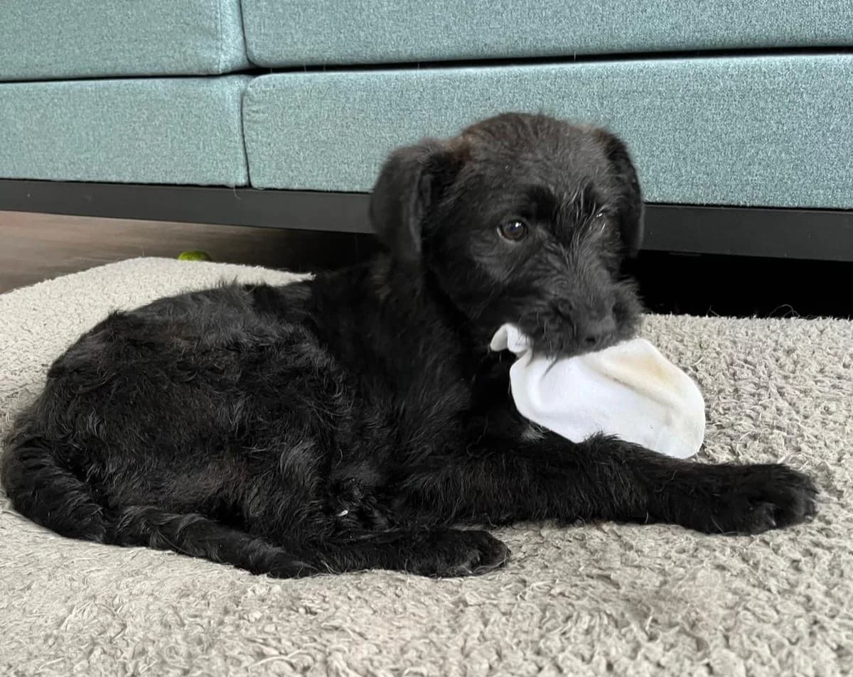 Belleza, female puppy Mixed Breed for adoption at Ein Herz für Streuner e.V., München