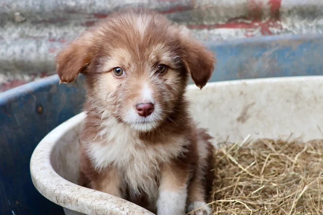 Belli, puppy Mixed Breed for adoption at Ein Herz für Streuner e.V., München