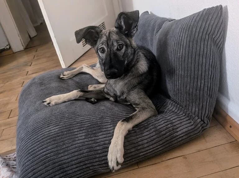 Belli, female young Mixed Breed for adoption at Ein Herz für Streuner e.V., München