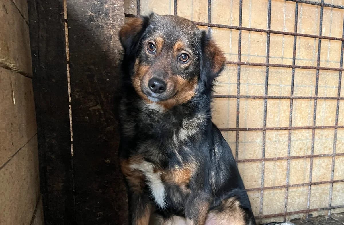 Belli, female 3yo Mixed Breed for adoption at Ein Herz für Streuner e.V., München