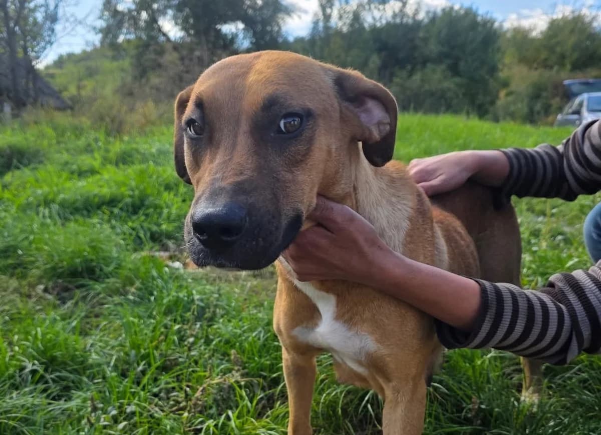 Bellina, weiß female young Mixed Breed for adoption at Ein Herz für Streuner e.V., München