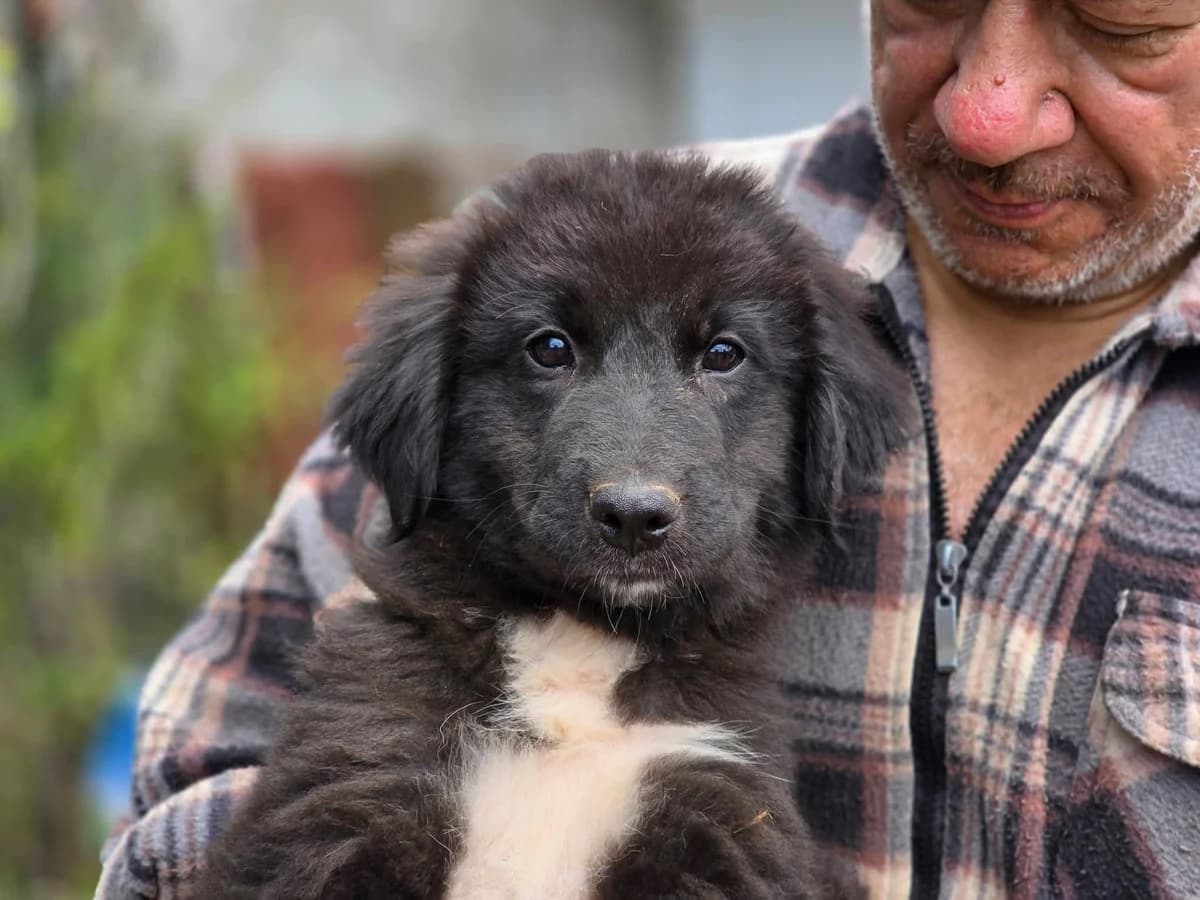 Bellini, weiß female puppy Mixed Breed for adoption at Ein Herz für Streuner e.V., München