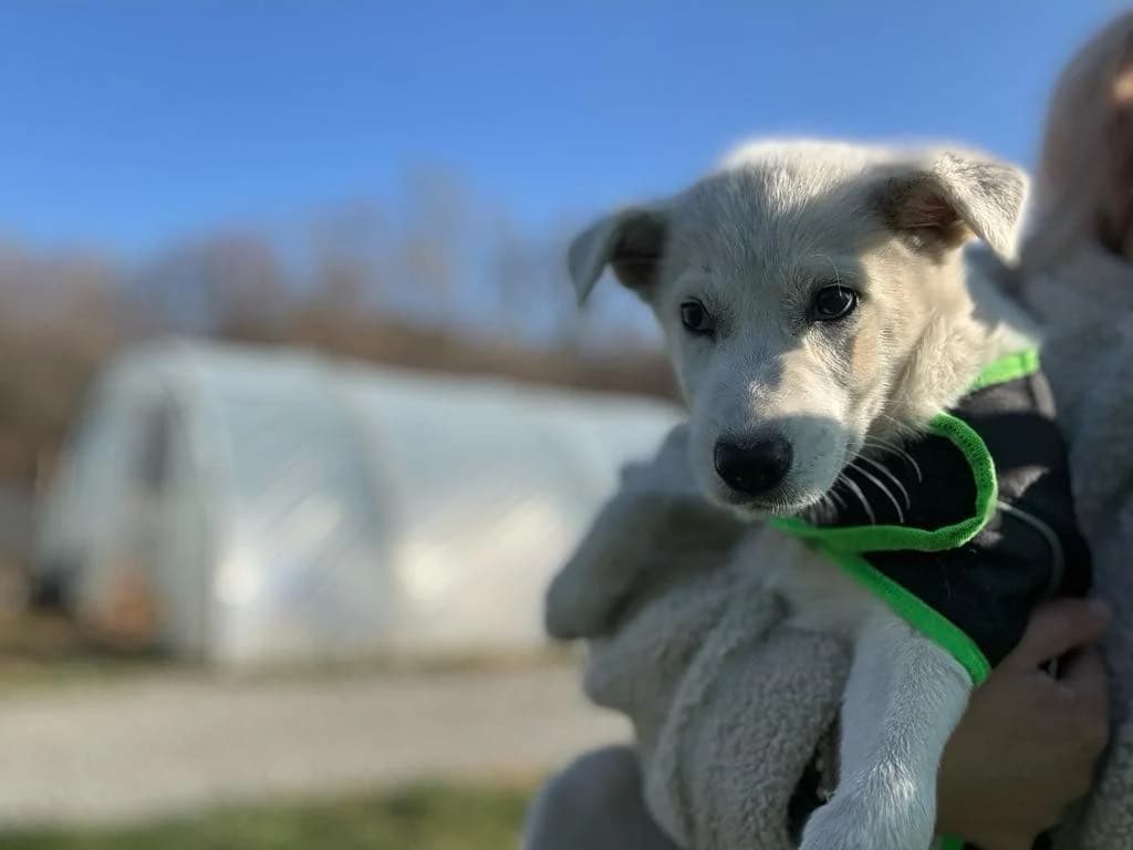 Bellis, female puppy Mixed Breed for adoption at Ein Herz für Streuner e.V., München