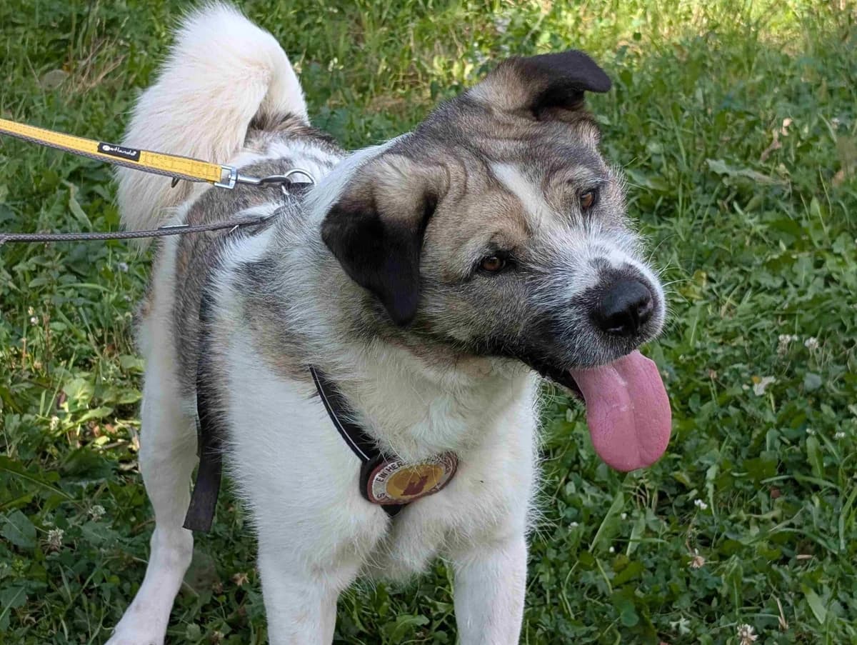 Belmondo, male 4yo Mixed Breed for adoption at Ein Herz für Streuner e.V., München