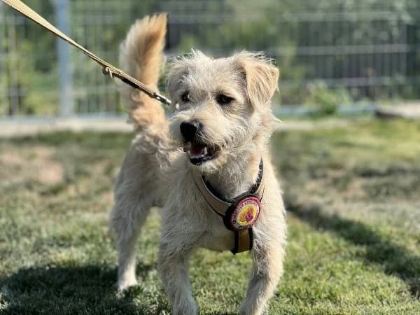 Bembel, male young Mixed Breed for adoption at Ein Herz für Streuner e.V., München